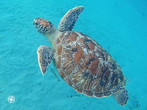 13 Turtle Photos for World Turtle Day