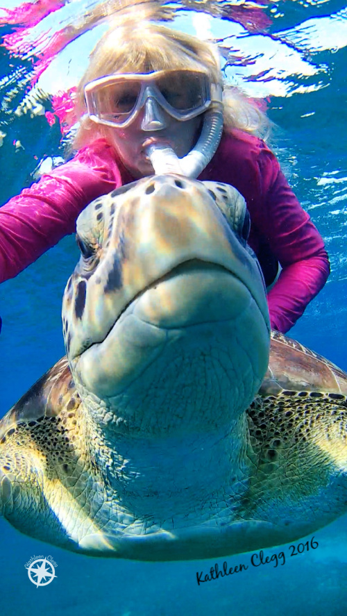 13 Turtle Photos for World Turtle Day