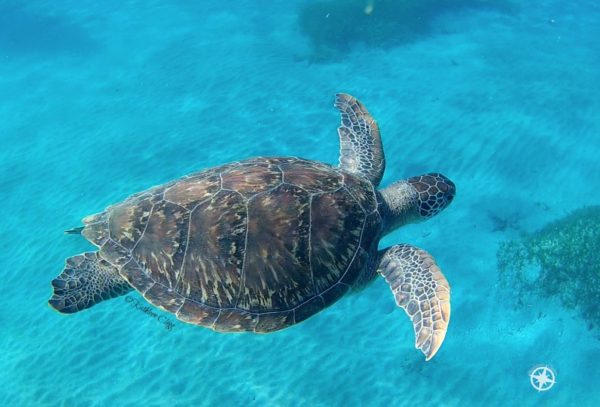 13 Turtle Photos for World Turtle Day