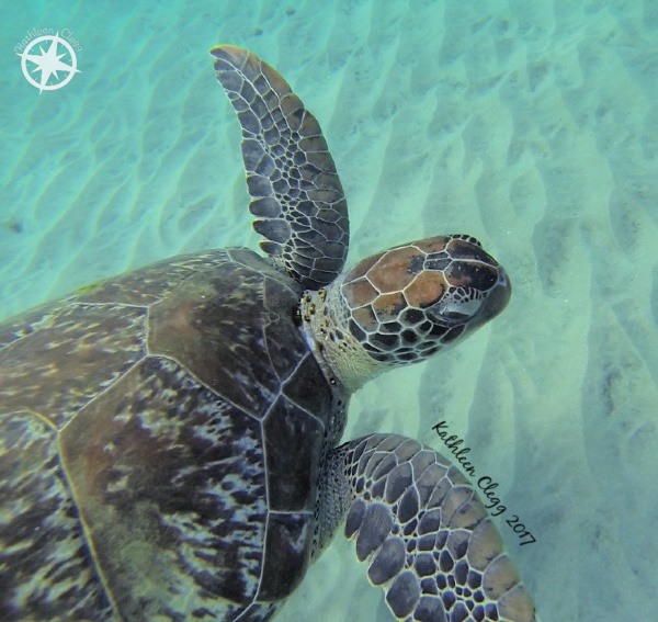 13 Turtle Photos for World Turtle Day