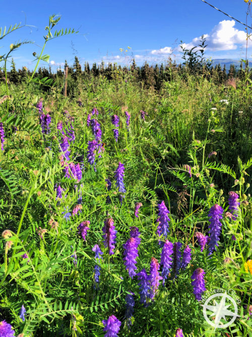 20 Photos of Beautiful Alaska